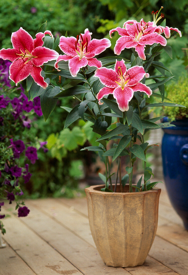 Lilium orientalis 'Stargazer' (Orientalische Lilie)