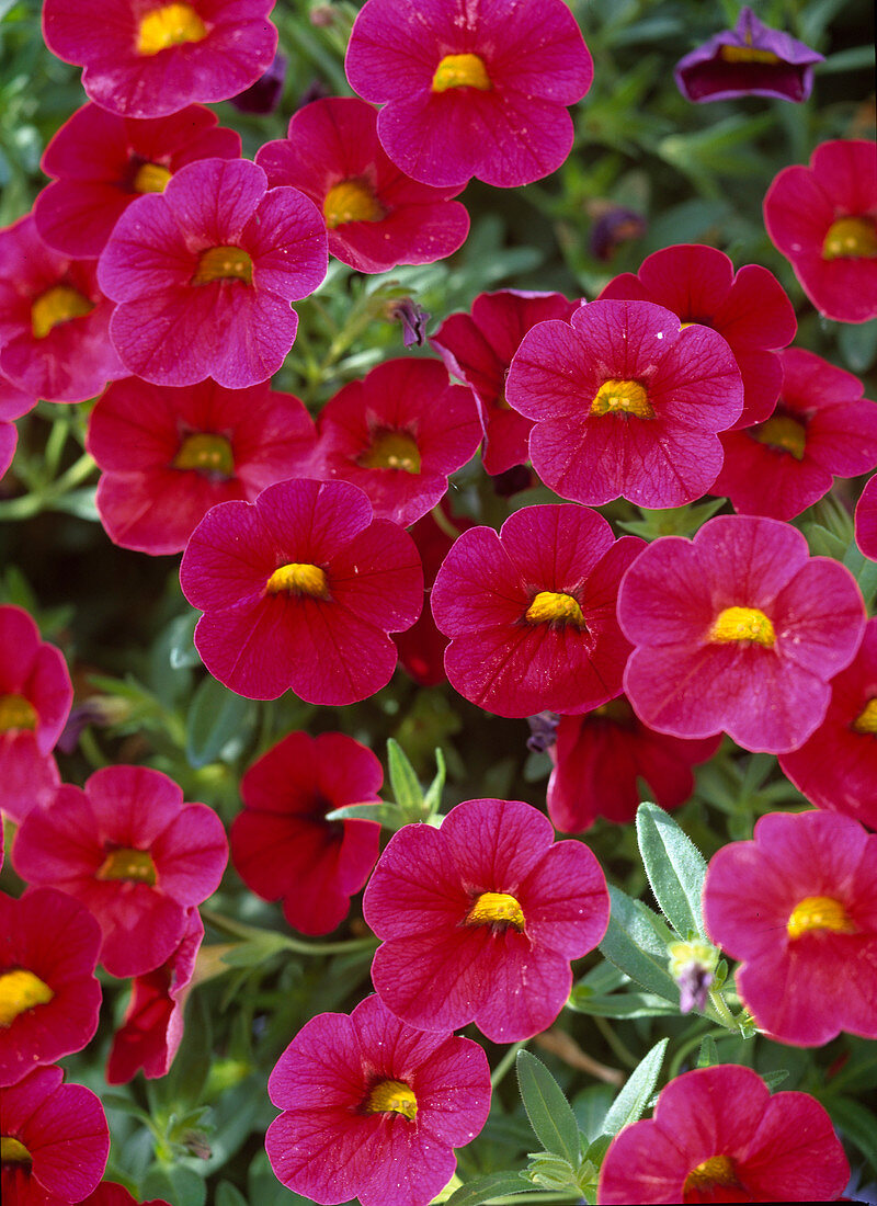 Calibrachoa 'Red Devil' (magic bells)