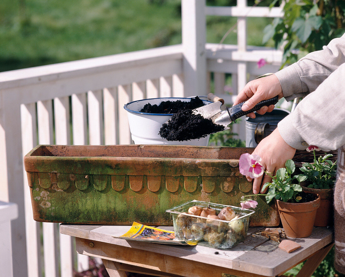 Plant box with Tulipa (tulip) and Viola