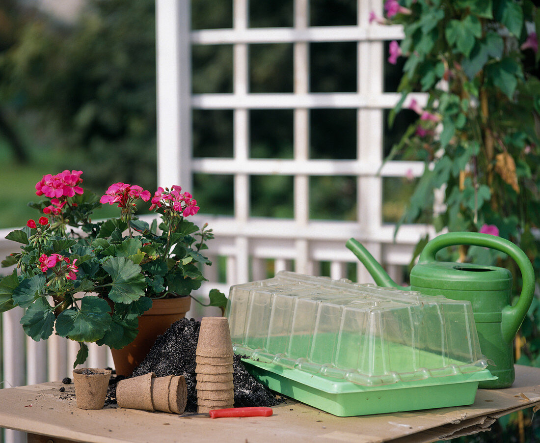 Propagation of Pelargonium zonale cuttings