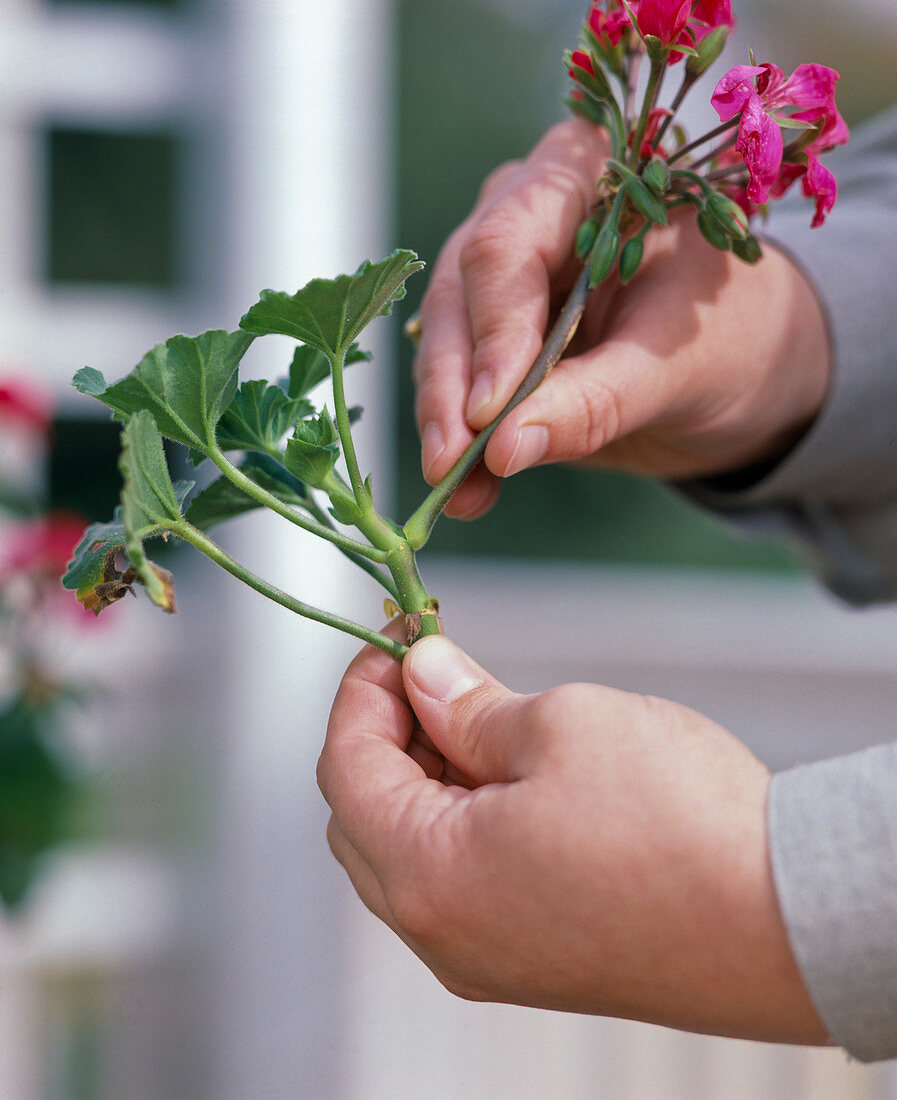 Cuttings propagation of Pelargonium zonal