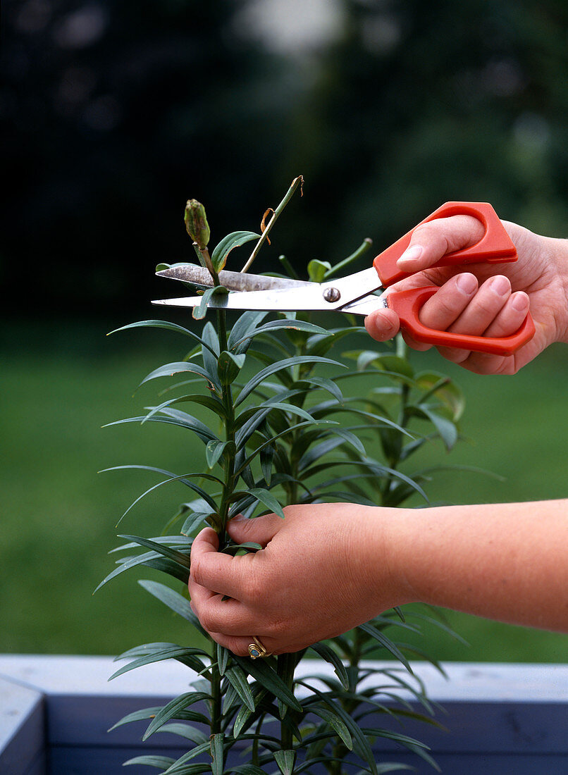 Cut off lily seeds after flowering