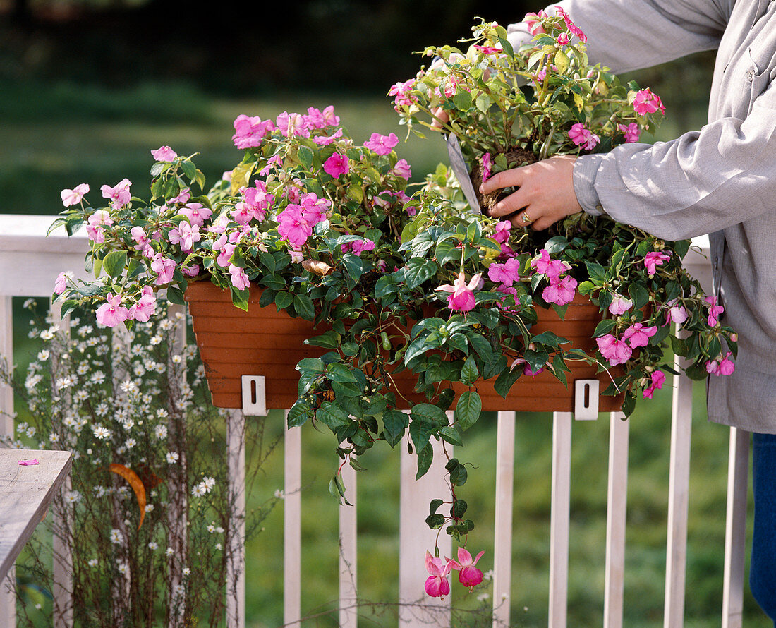 Im Herbst werden die verblühten Sommerblumen gegen Herbstblumen ausgetauscht