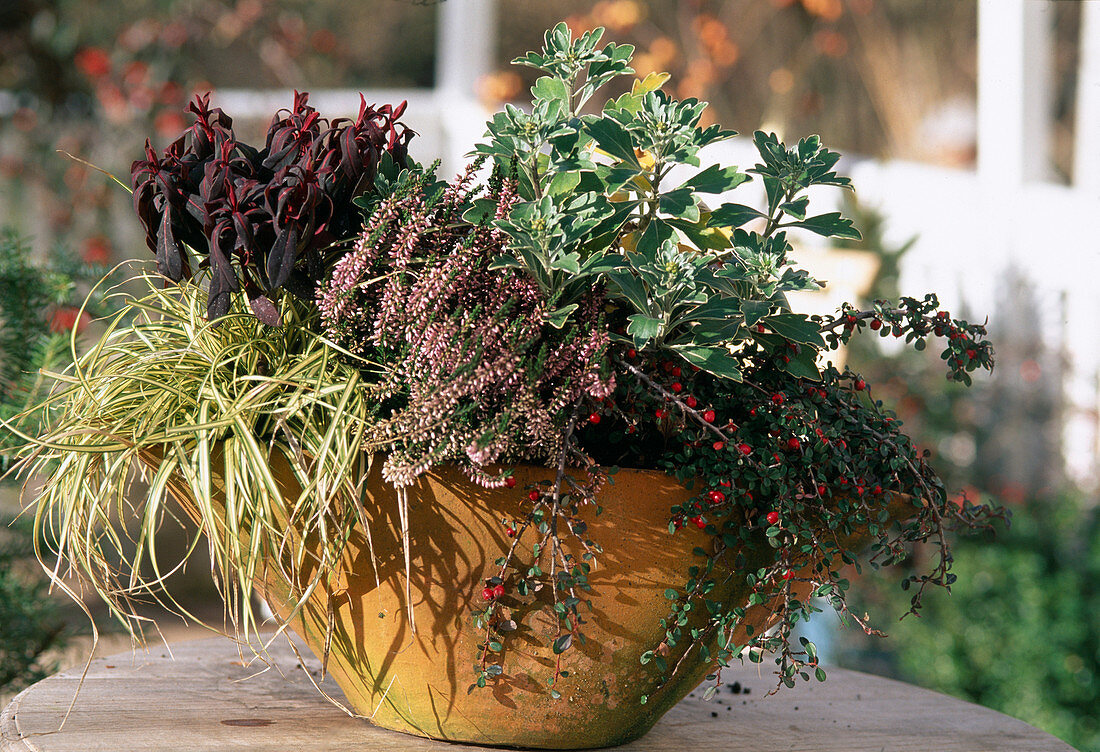 Carex, Calluna (broom heather), Cotoneaster (rock medlar), Ajania pacifica