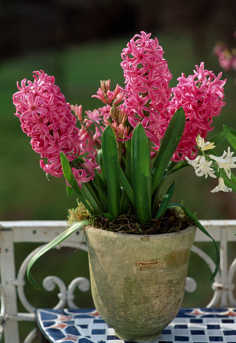 Hyacinthus orientalis 'Pink Pearl' (Hyacinth)