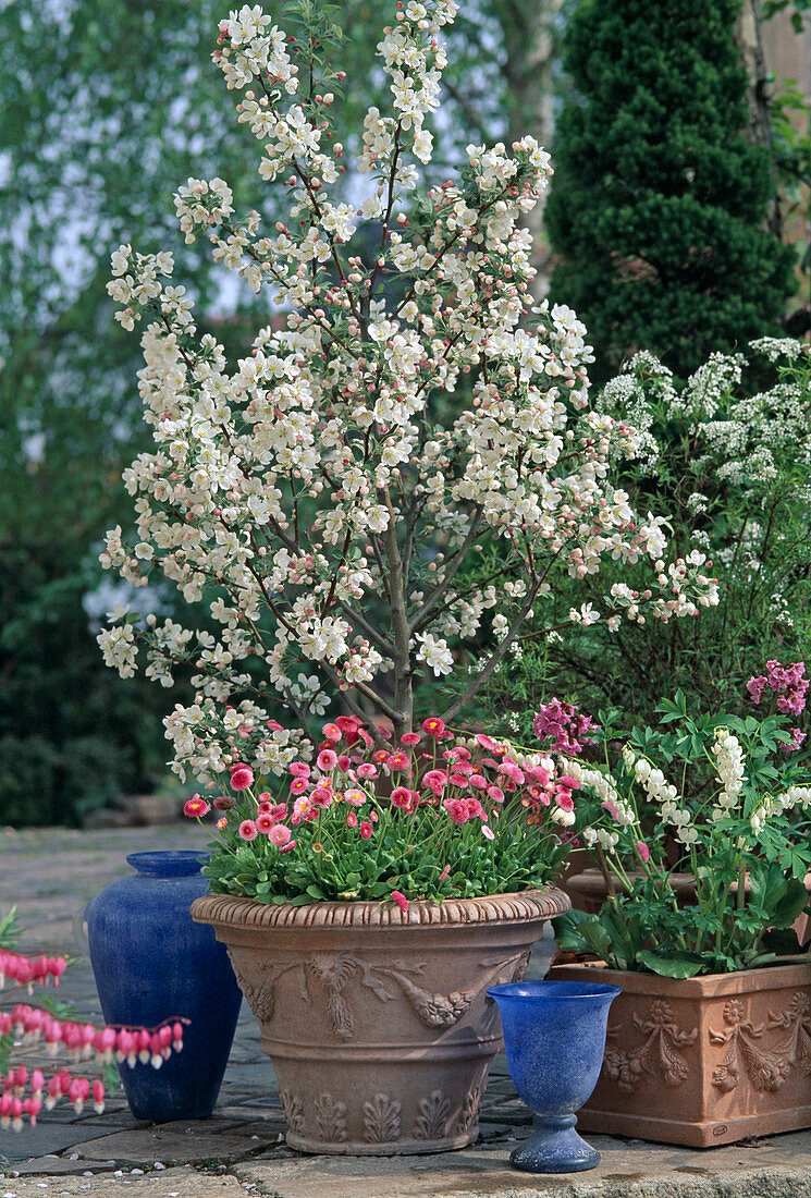 Apple tree with alternate planting on the terrace