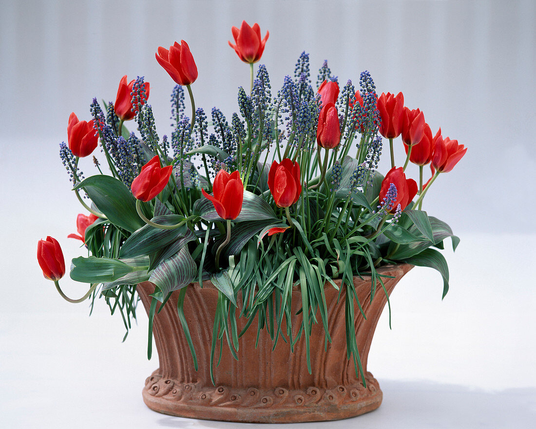 Tulips and grape hyacinths