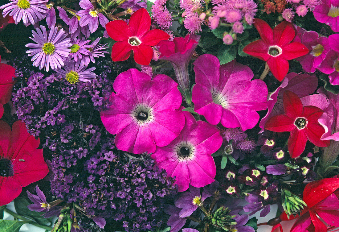 Kühle Nachbarfarben: Petunia-Surfinia, Heliotropium