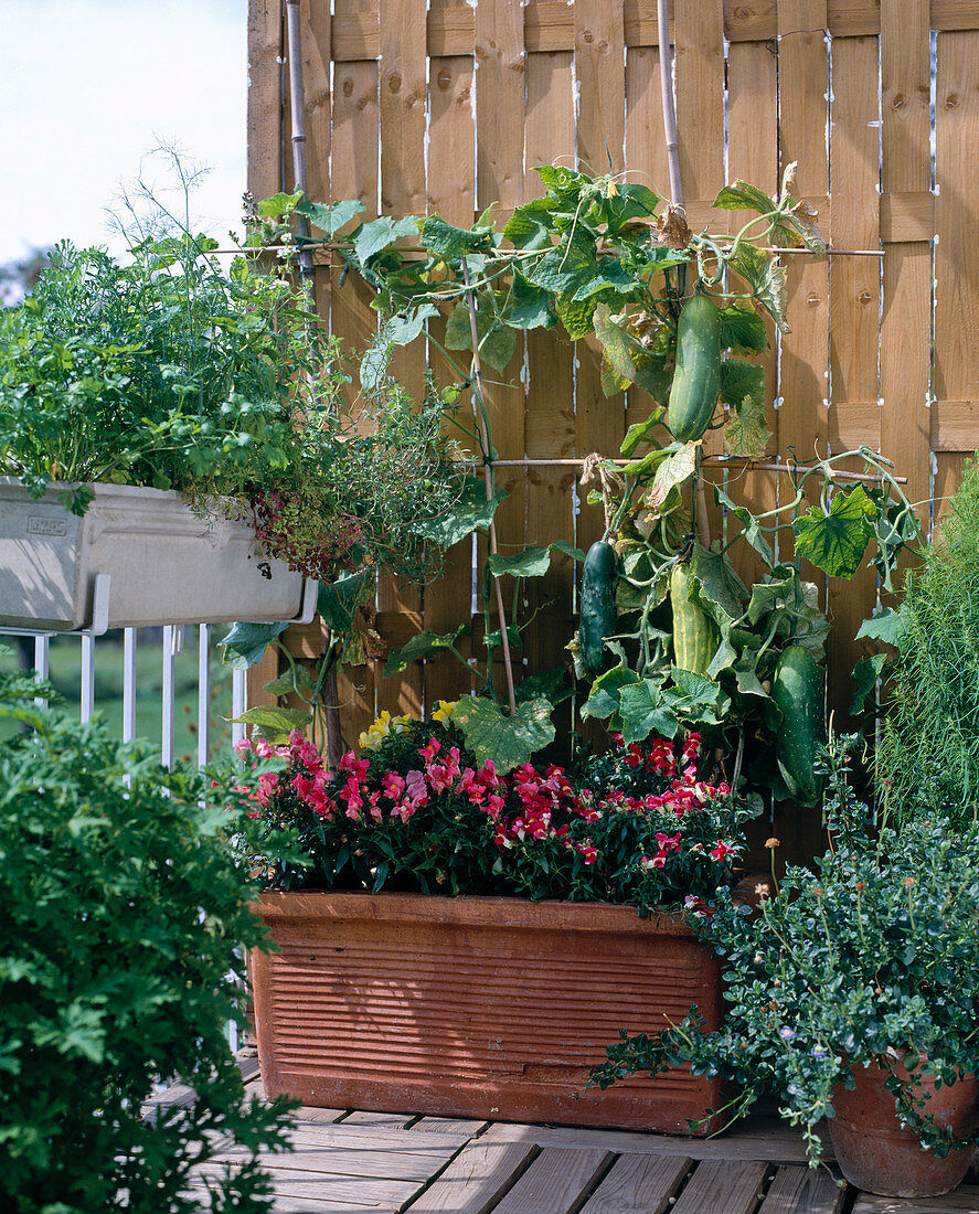 Big terracotta box with cucumber