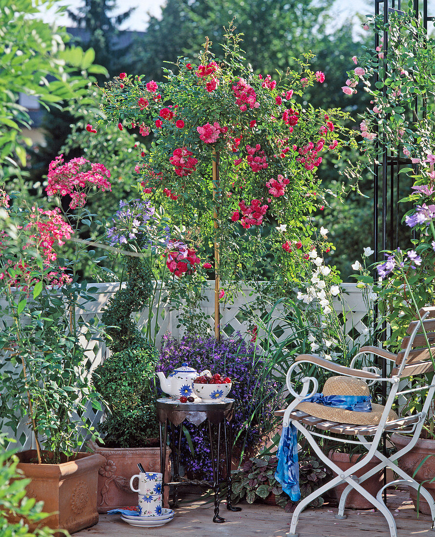 Stämmchenrose 'Excelsa', Kletterrose 'Tausendschön'