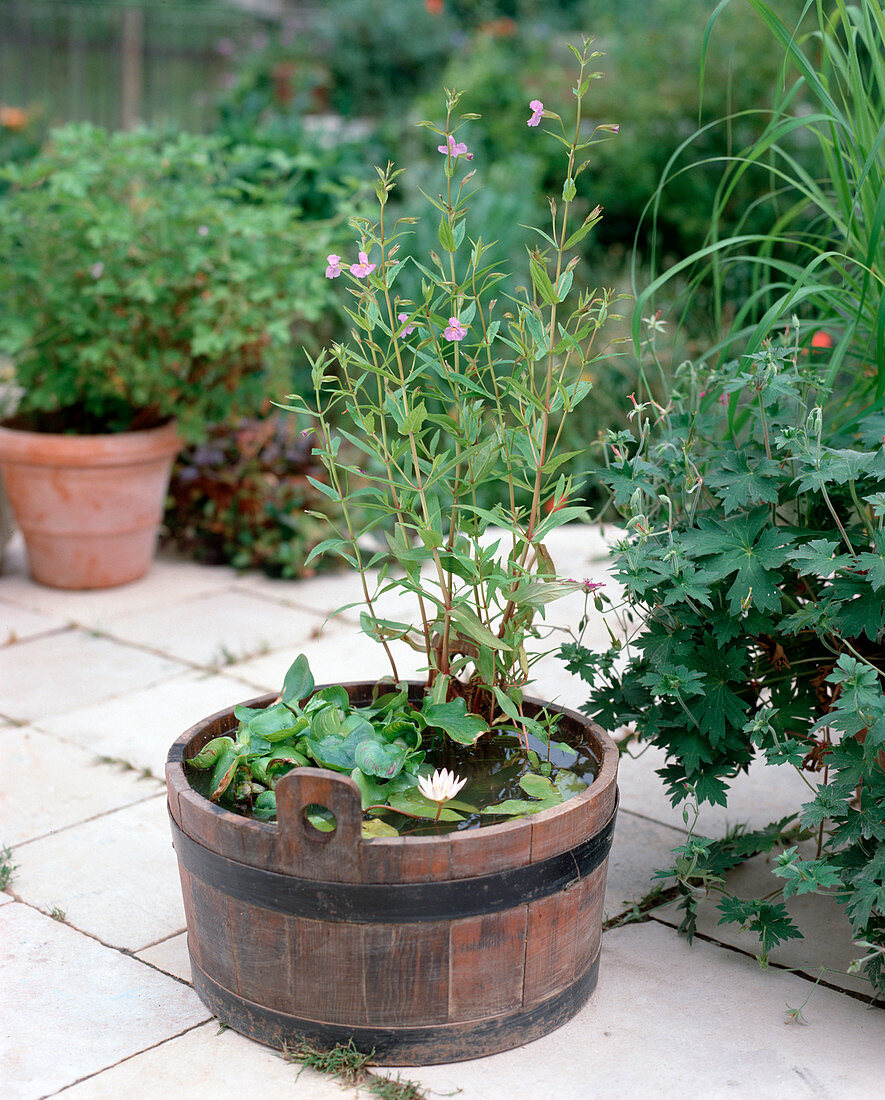 Vase with Mimulus ringens, Nymphaea daubenyana