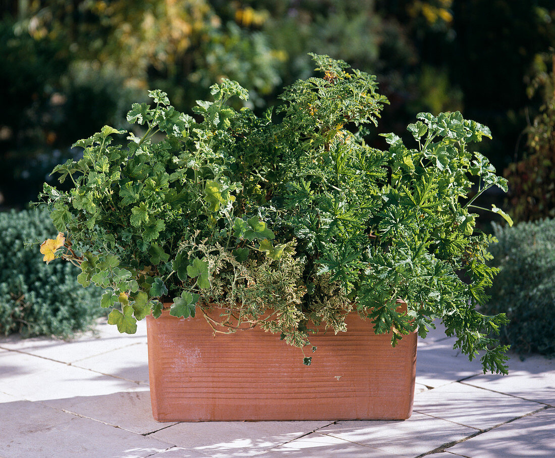 Pelargonium (geranium) in terracotta box