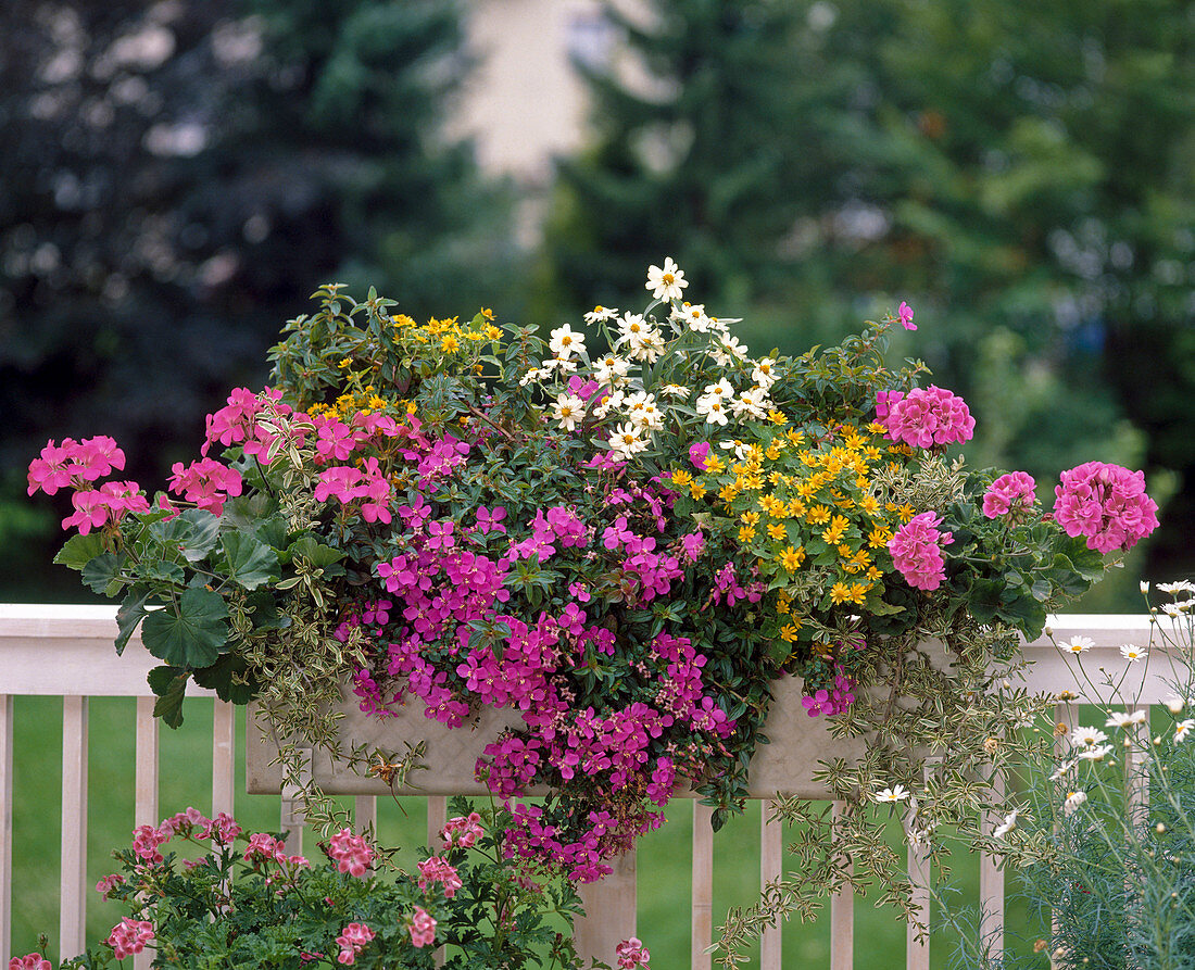 Pelargonium zonale, Zinnia angustifolia