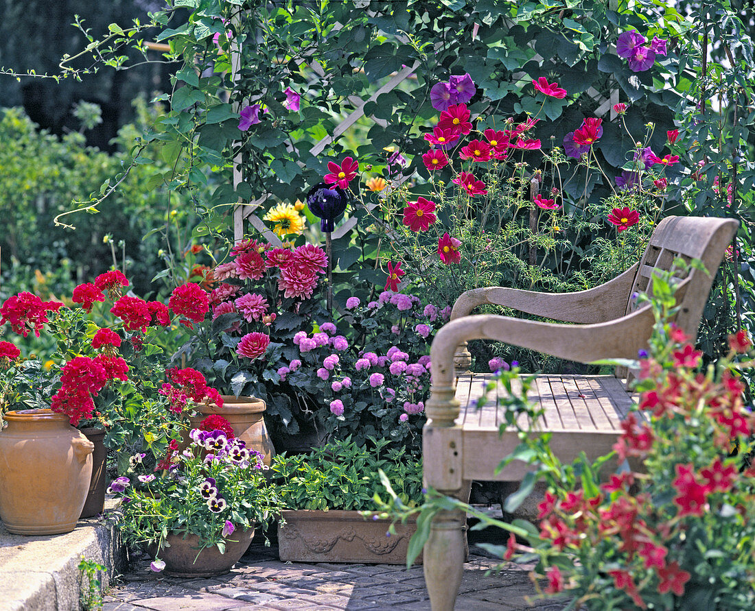 Pelargonium zonal (geranium), Dahlia (dahlia), Ageratum