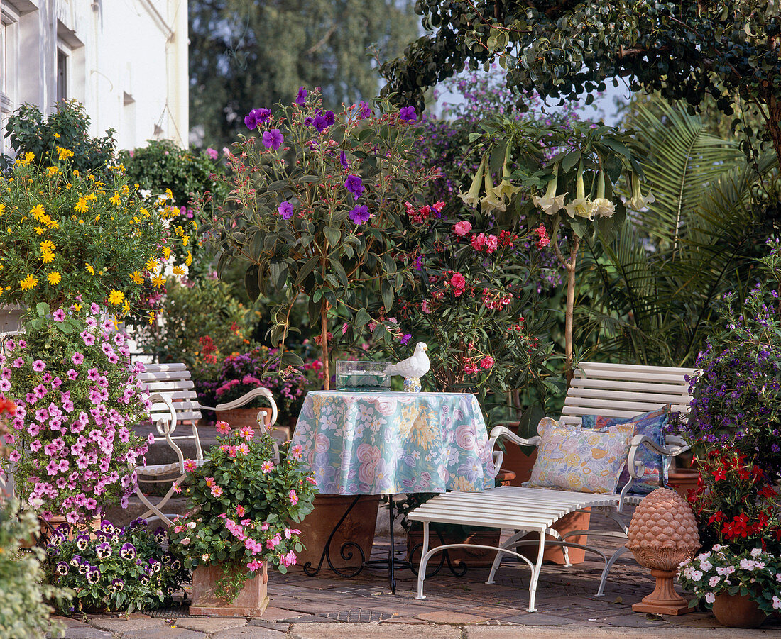 Potted plant terrace with Mediterranean flair
