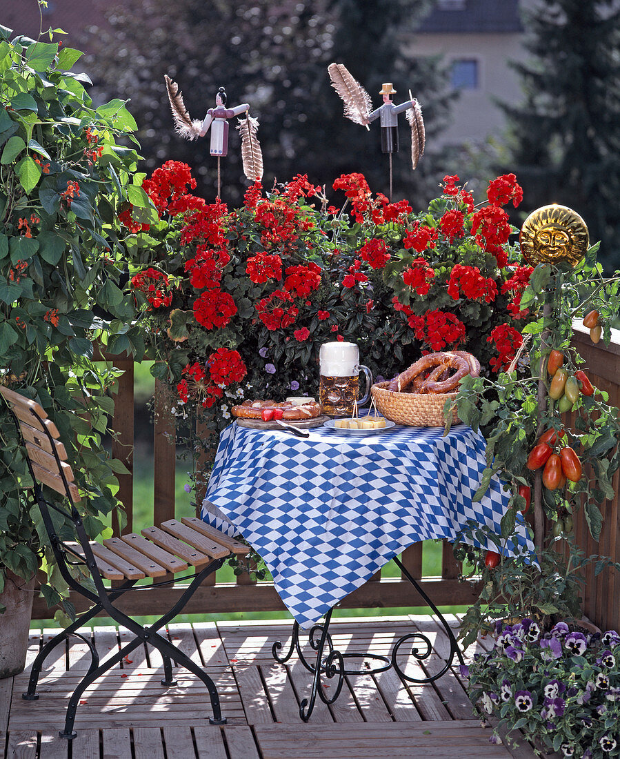 Bayrischer Balkon, Pelargonium 'Avenida' (Geranien)