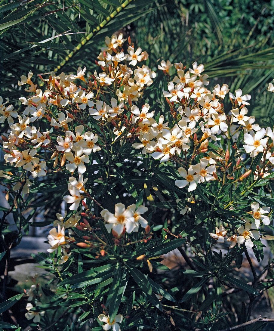 Nerium oleander 'Thalia' (Oleander)