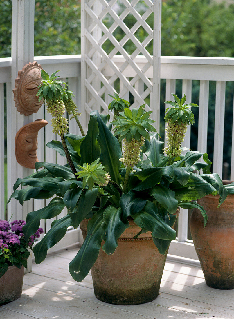 Eucomis punctata