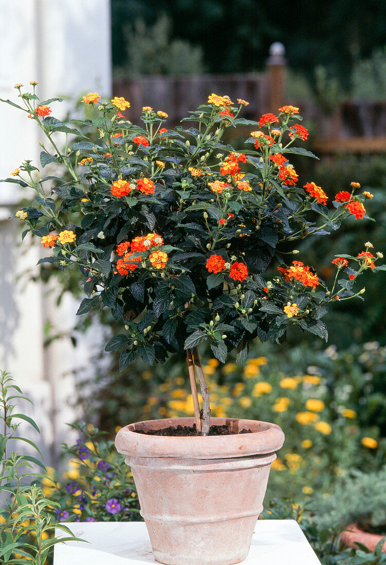 Lantana camara (wood anemone) in terracotta pots