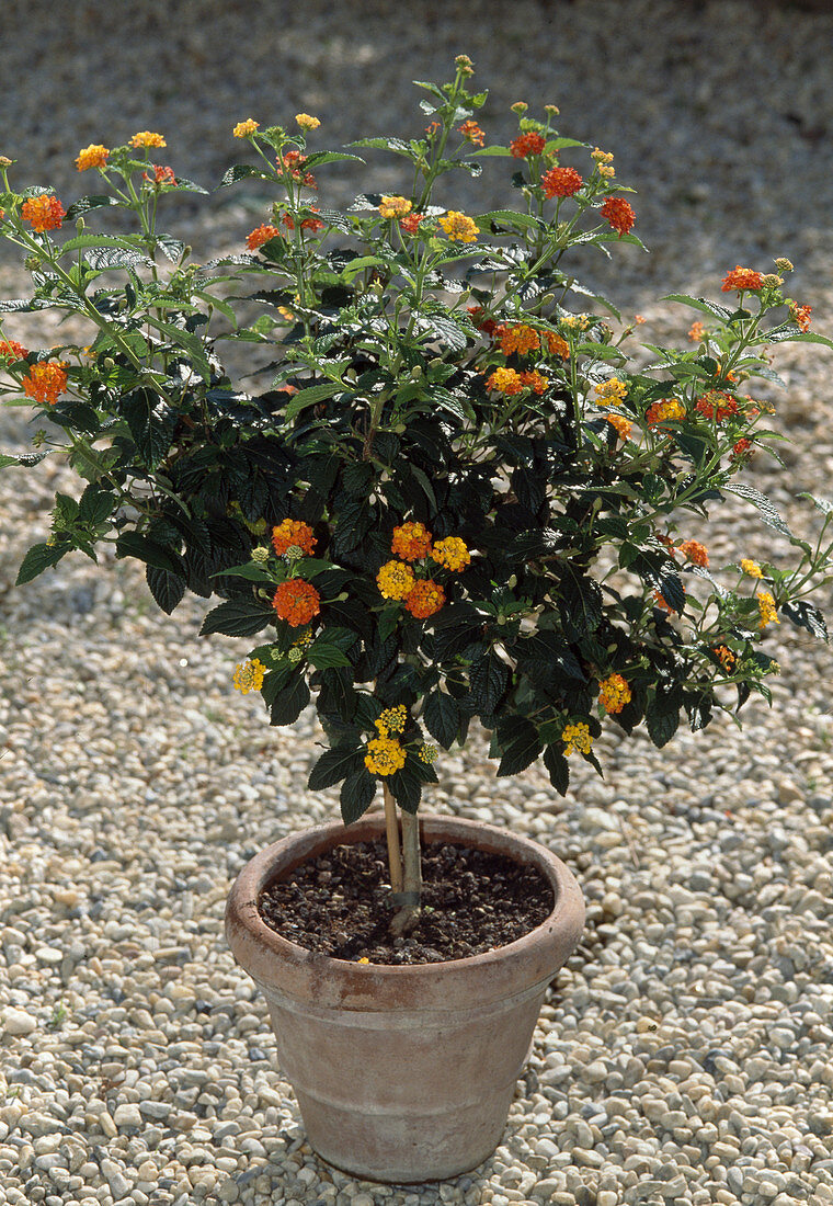 Lantana camara 'Prof. Raoux' (Anemone)