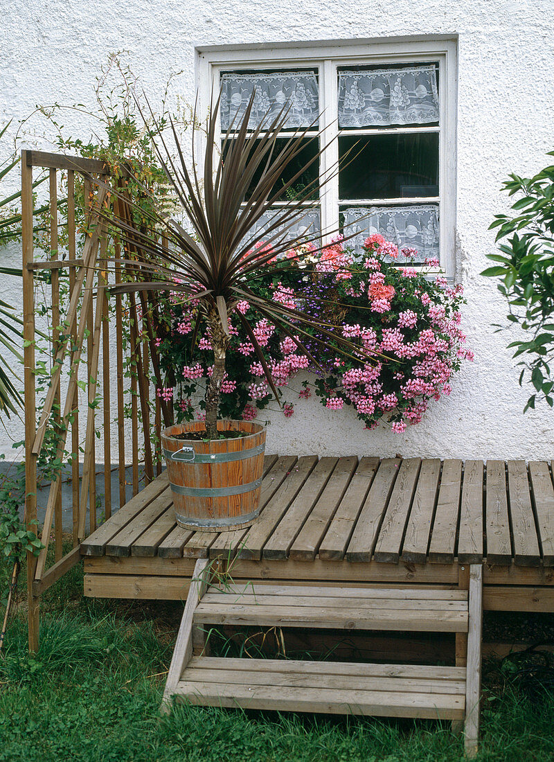 Cordyline australis 'Atropurpurea' (club lily) on wooden terrace