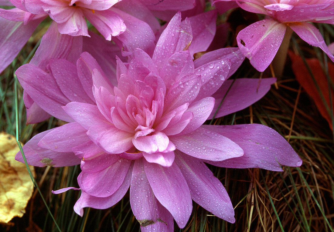 Colchicum autumnale, meadow saffron