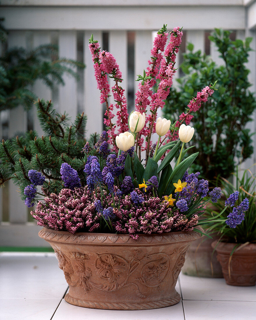 Daphne mezereum (Seidelbast), Muscari, Tulpen