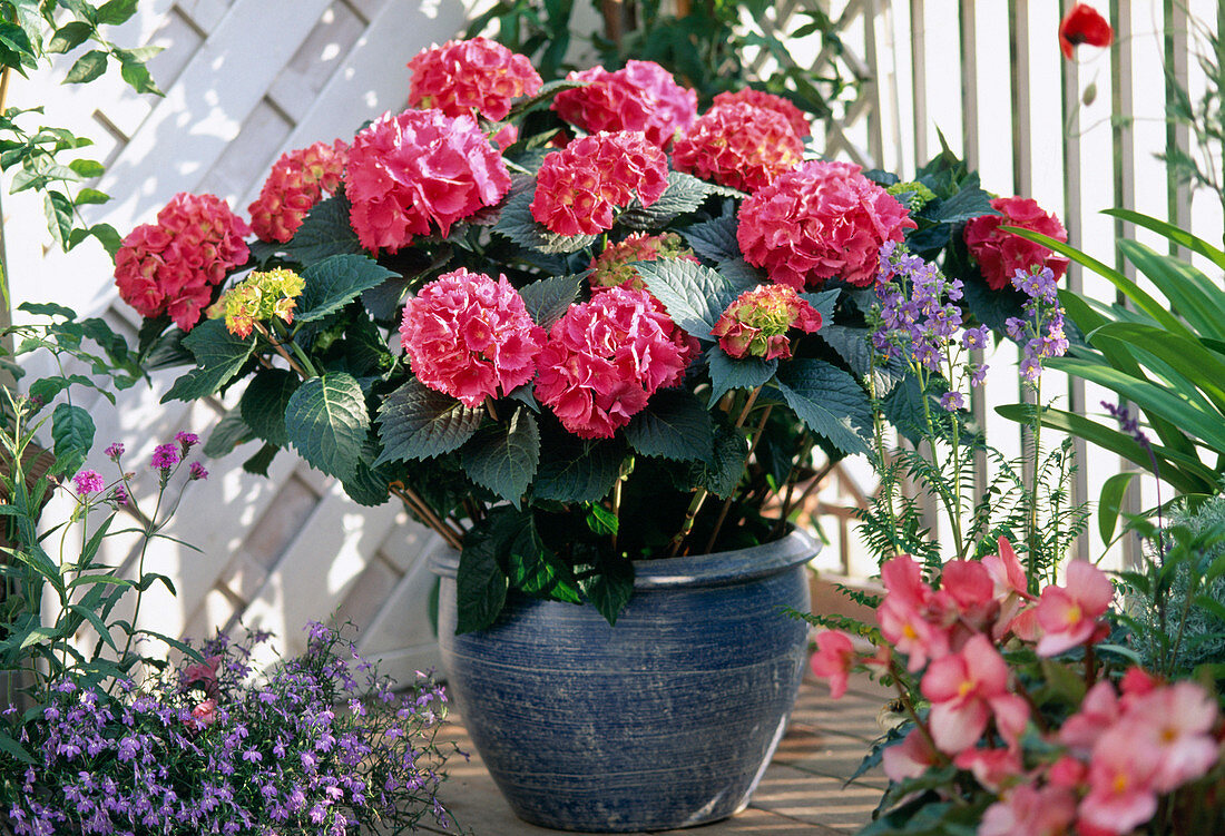 Hydrangea macrophylla