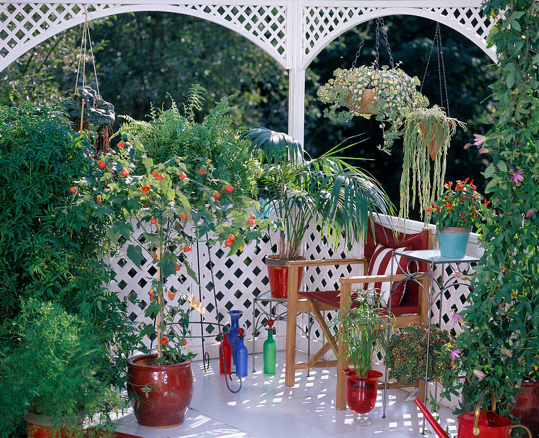 Houseplants in summer