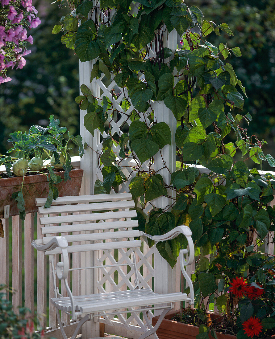 Runner beans on trellis