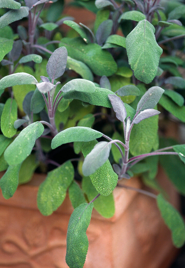 Sage 'Purpurascens' (Salvia officinalis)