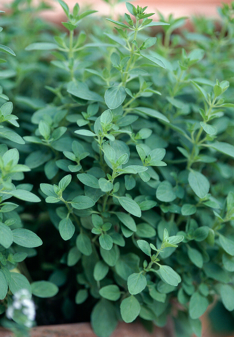 Origanum vulgare 'Compactum' - Oregano, Polster-Dost