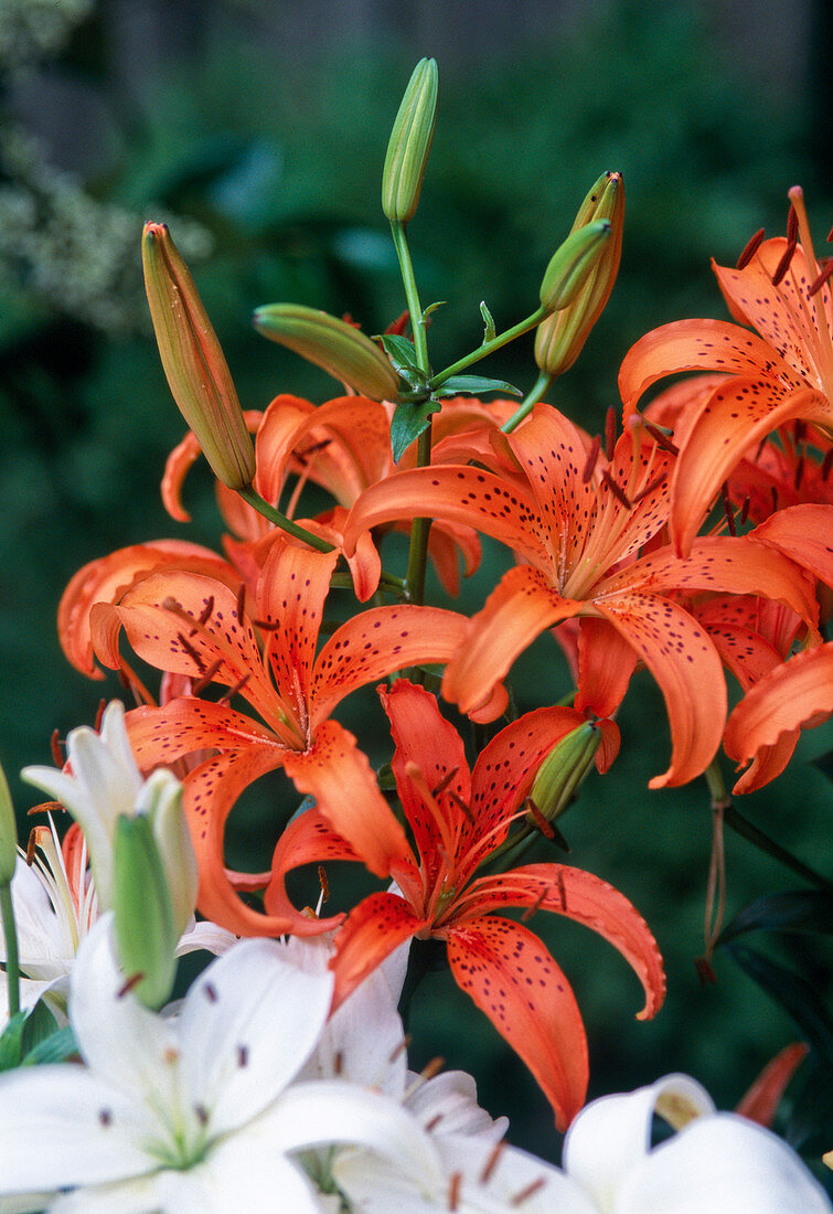 Lilium asiaticum (lilies)