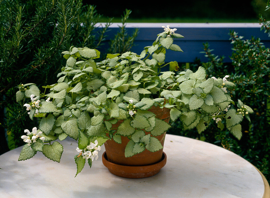 Lamium maculatum 'White Nancy'