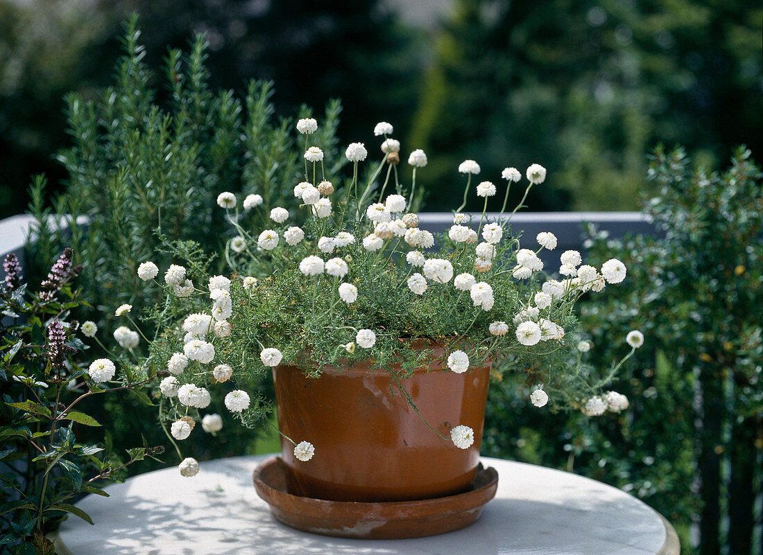 Chamaemelum nobile (syn. Anthemis)