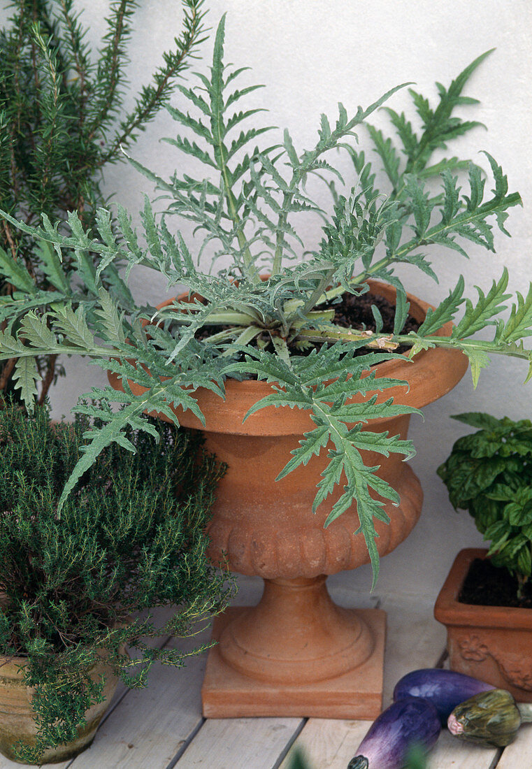 Artischocke (Cynara scolymus) in Terrakotta-Spindel