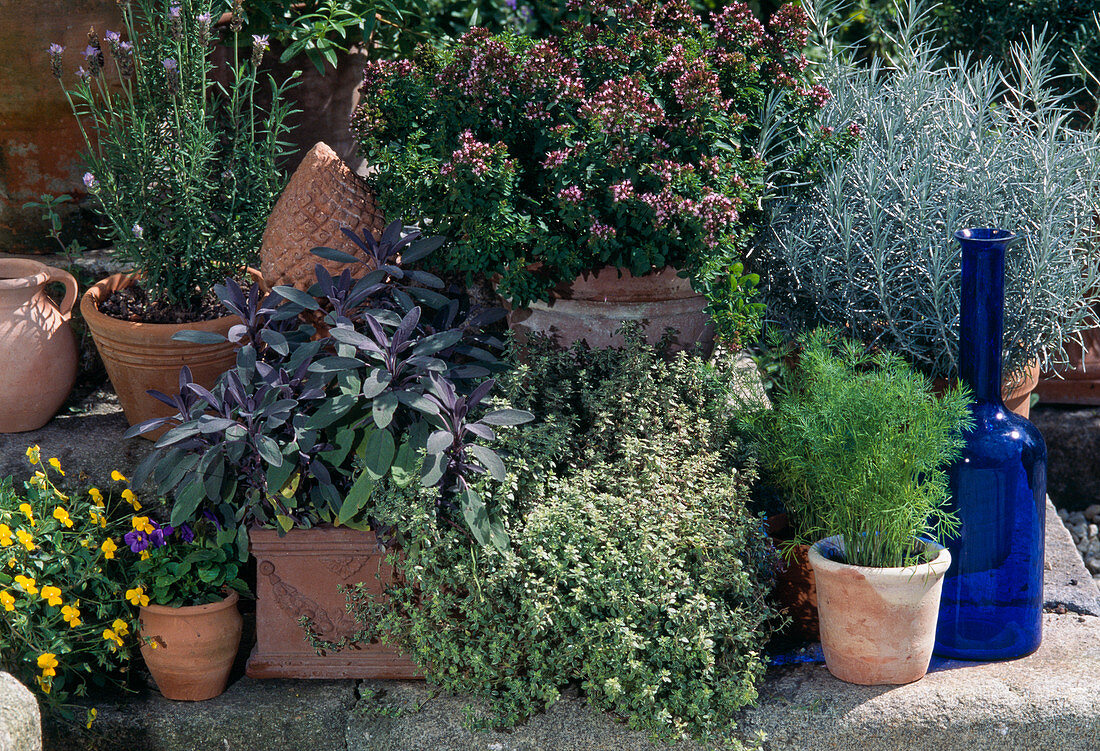 Herb arrangement in terracotta pots
