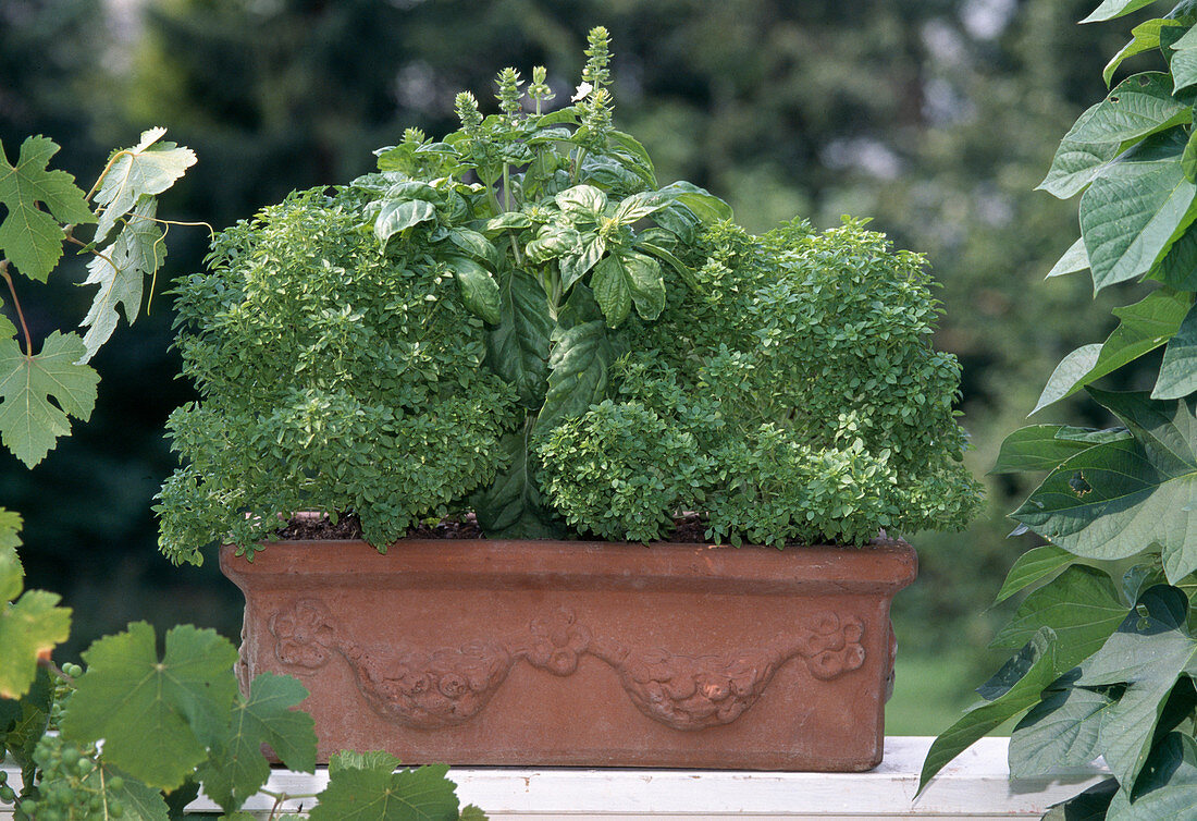 Ocimum basilicum 'Balkonstar', 'Großer Grüner Genoveser' (Basilikum)