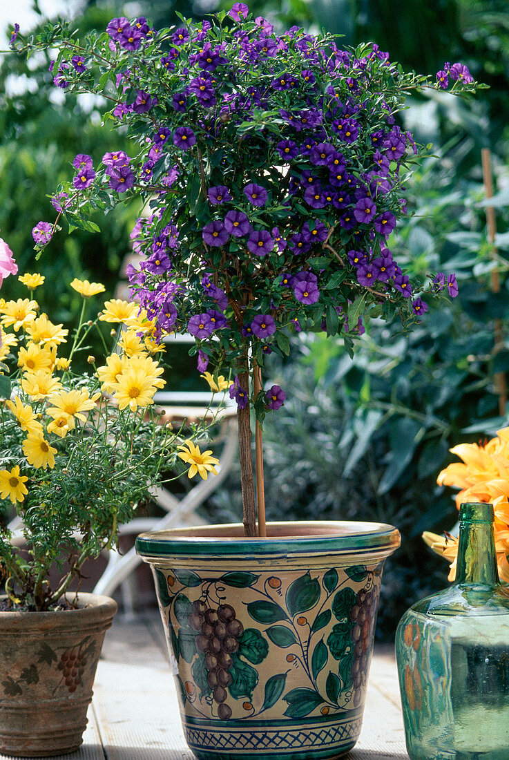 Solanum rantonnetii (gentian tree)