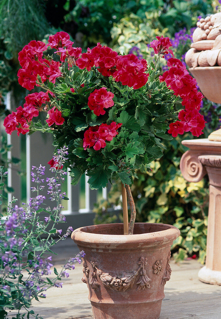 Little stems of Pelargonium grandiflorum (big flowered geranium)