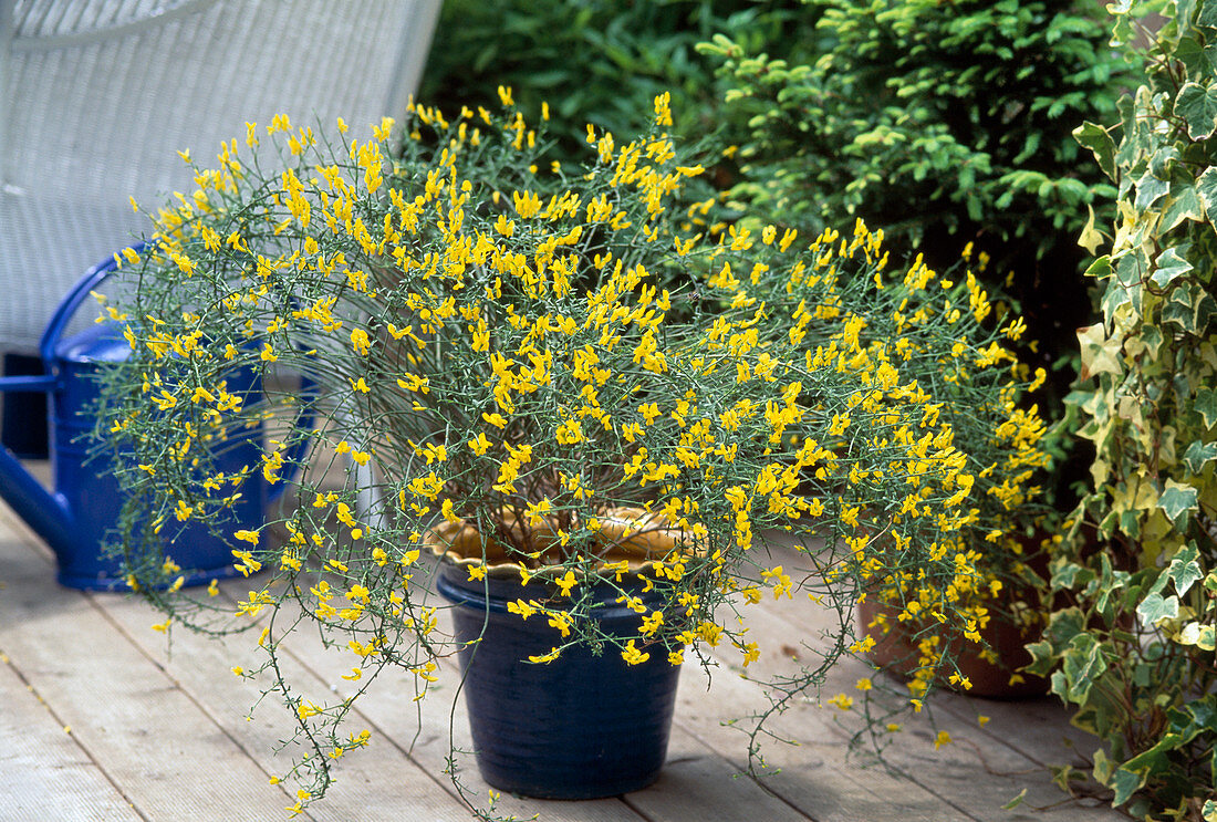 Cytisus