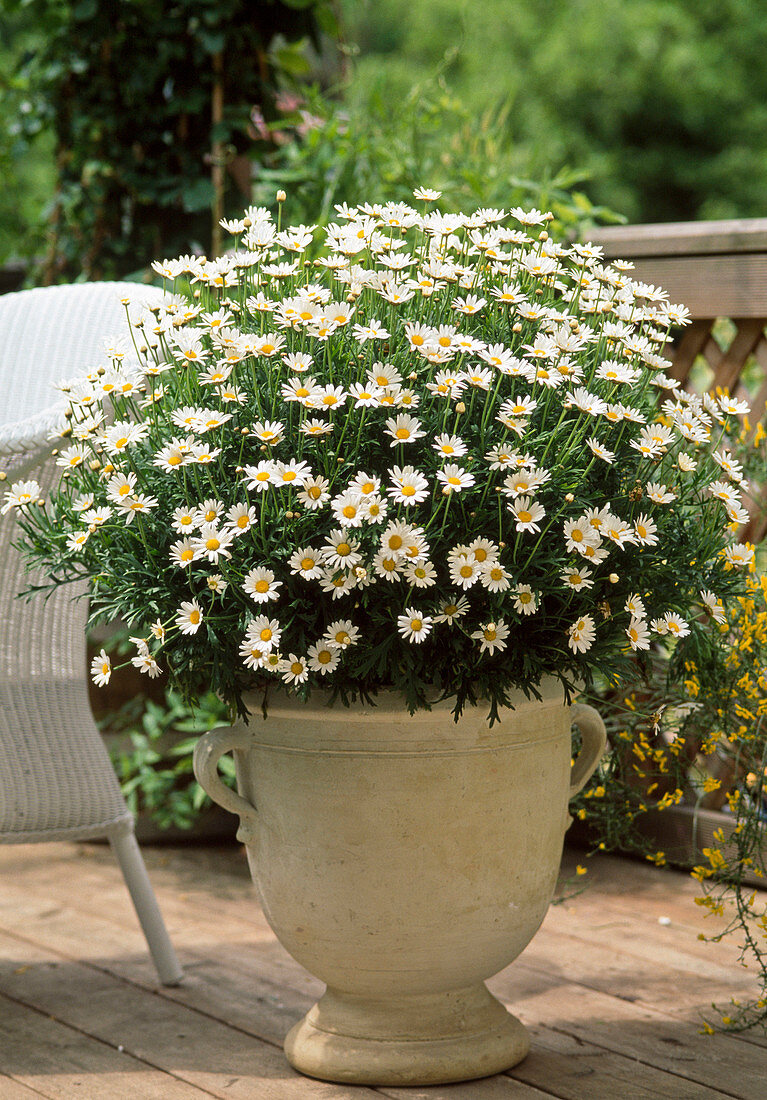 Argyranthemum frutescens (Chrysanthemum)