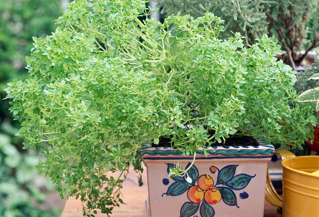 Ocimum basilicum var. minimum 'Oasis' (mini basil)