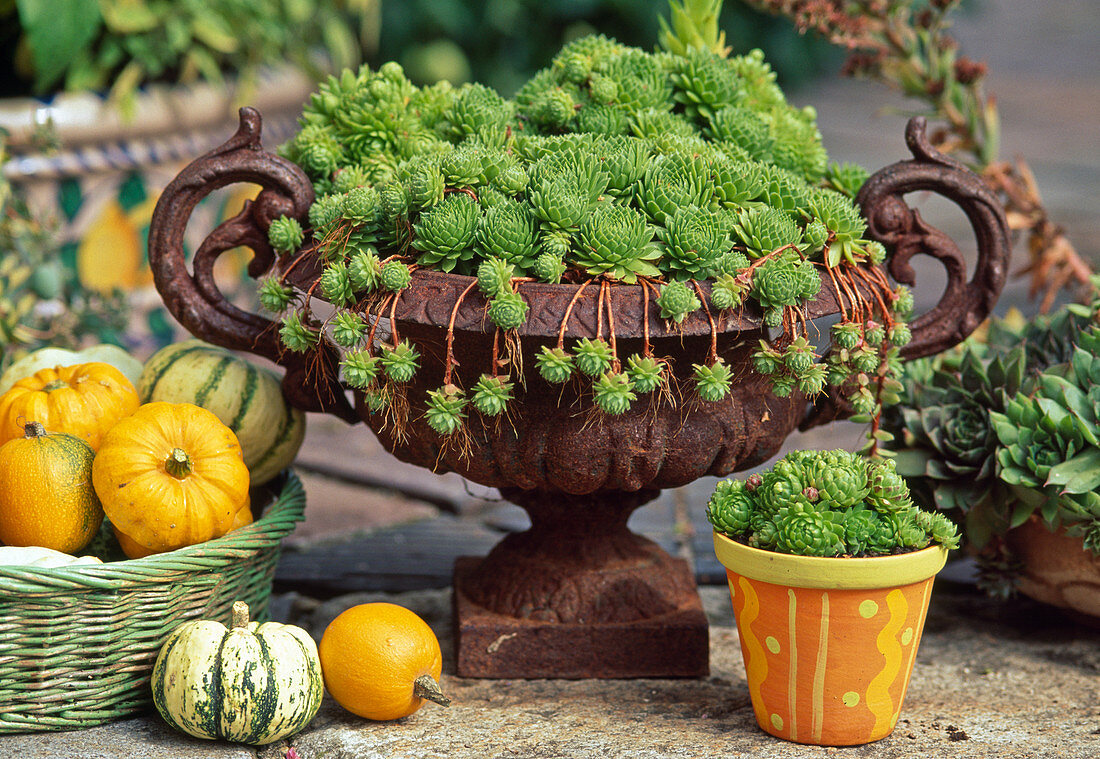 Sempervivum (houseleek, roofleek)