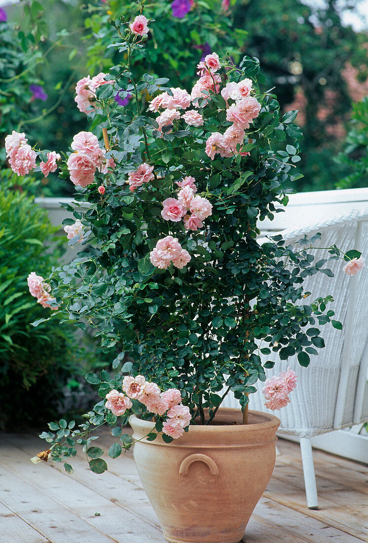 Rosa 'Royal Bonica' (Small shrub rose)