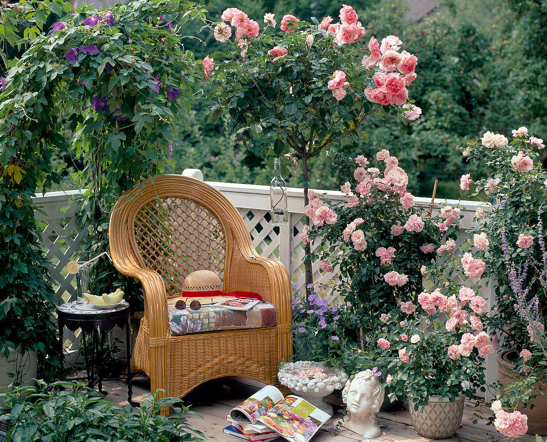 Pink roses on balcony, stem rose 'Piroschka'