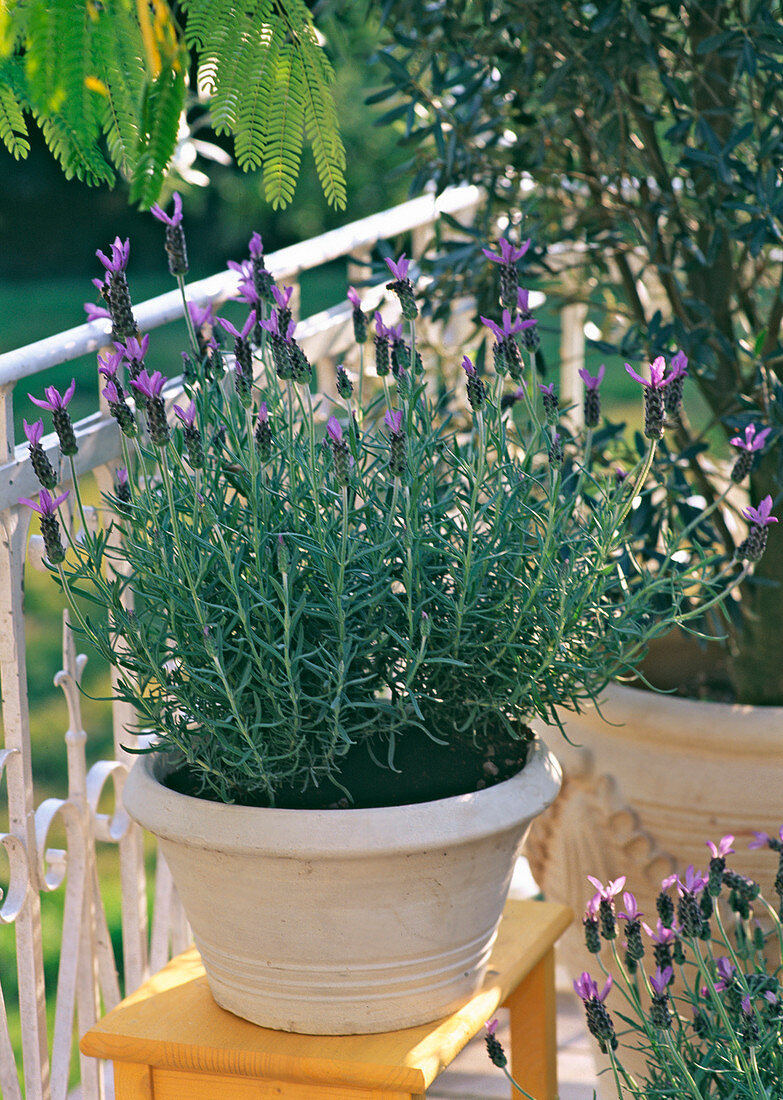 Provence Lavandula stoechas (Spanish lavender)