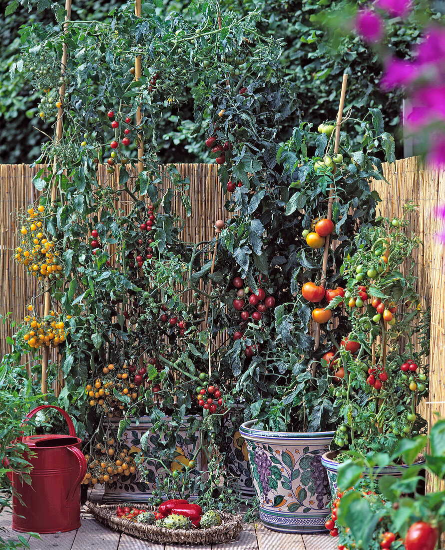 Tomato 'Mirabell', 'Sweet 100', 'Orange Bourgoin', 'Carotina', 'Red Pear'