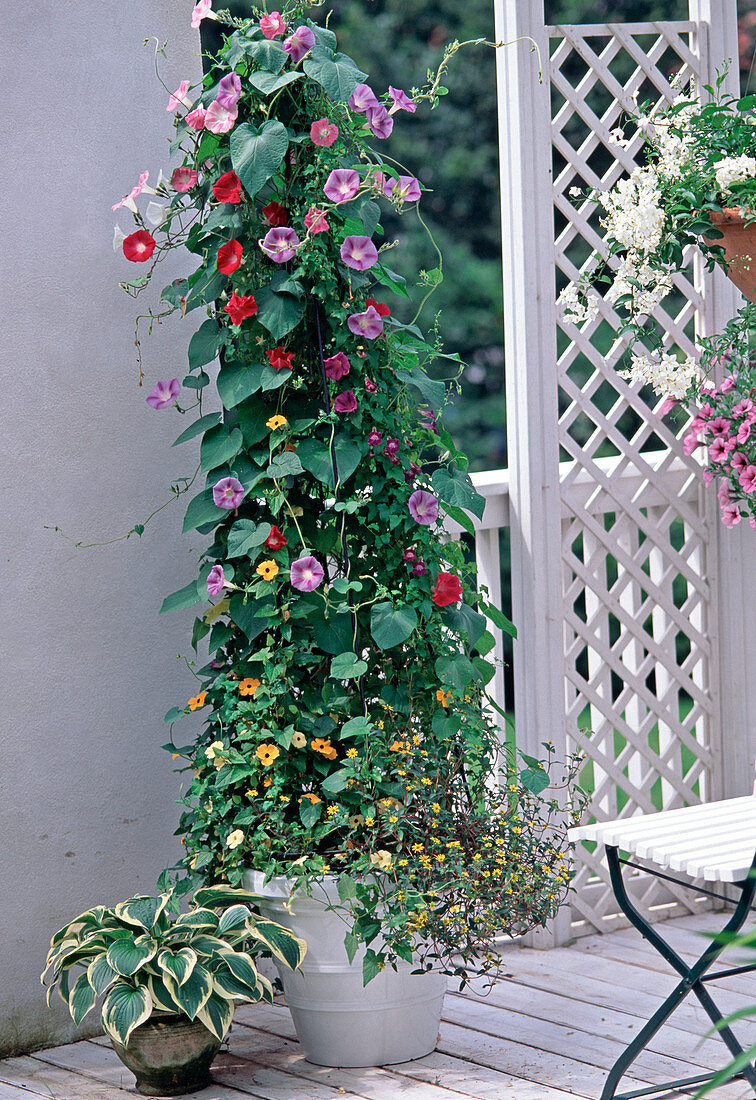 Pot with annual climbing plants