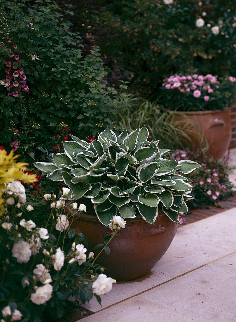 Hosta hybride 'Francee' (White-edged funkie)